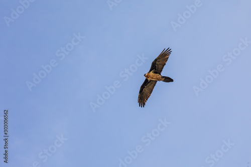 Bearded vulture flying above the Ethiopian highlands