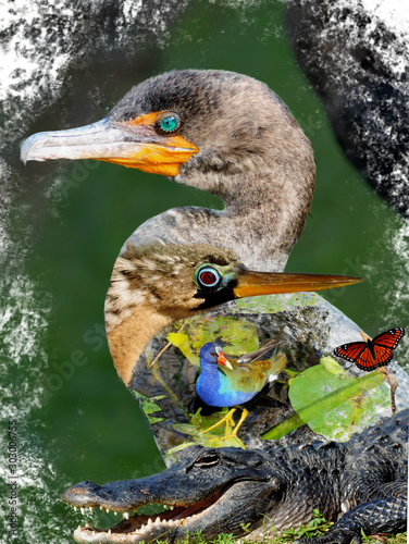Wildlife of the Everglades National Park - Image-Montage of Birds, Alligator, Flowers and Butterfly