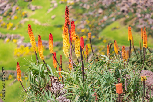 Red hot poker flowers in the Ethiopian highlands photo