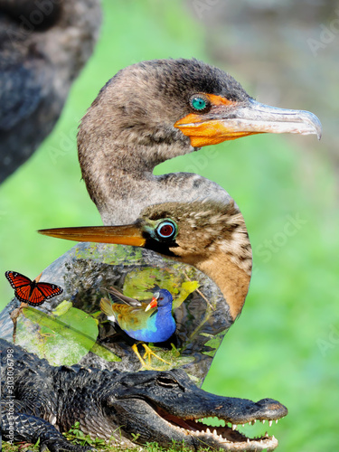Wildlife of the Everglades National Park - Image-Montage of Birds, Alligator, Flowers and Butterfly