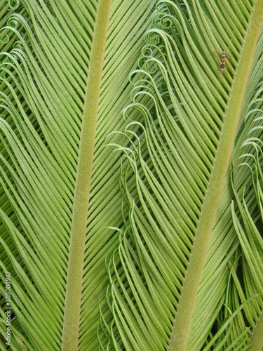 Close-up of green foliage. Its lines form a beautiful composition with rhythm and movement.