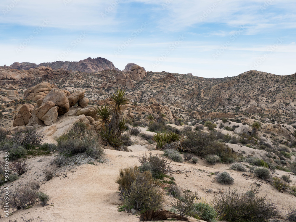 Aanza Borrego and Joshua Tree Desert Flowers During the Superbloom Aanza Borrego and Joshua Tree Desert Flowers During the Superbloom