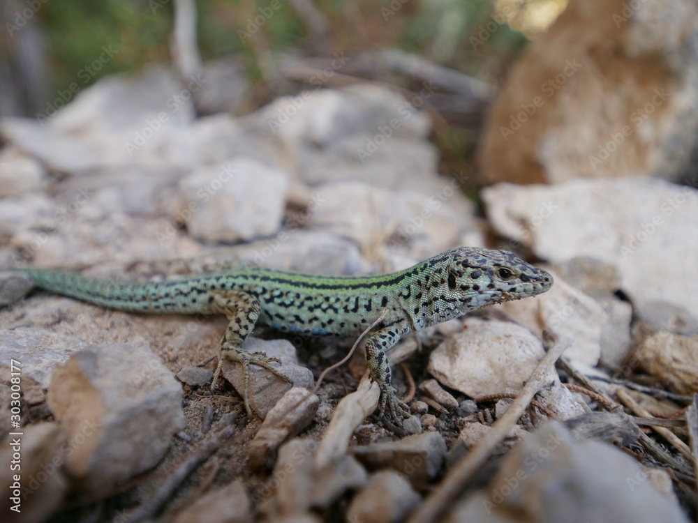 green lizard lying on the rocks in the shade