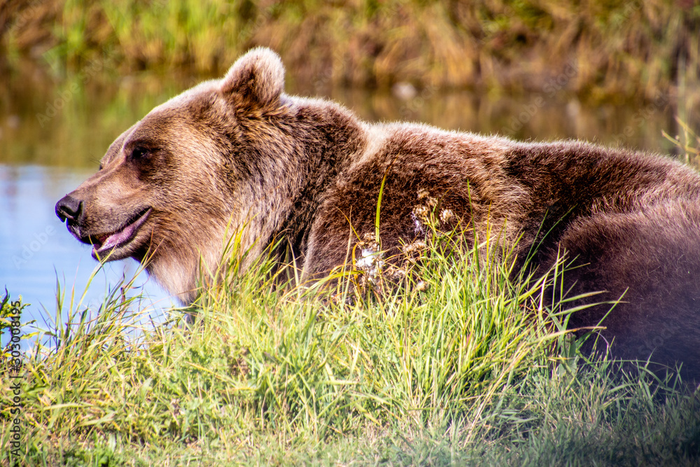 Fototapeta premium Grizzly bear patroling by his pond. Discovery Wildlife Park, Innisfill, Alberta, Canada