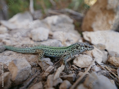 green lizard lying on the rocks in the shade