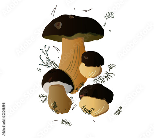 mushrooms, mushroom picking, forest, nature, boletus, boletus, bio