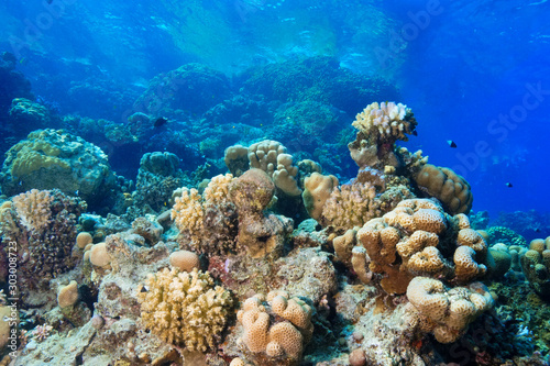 Coral Reef at the Red Sea, Egypt