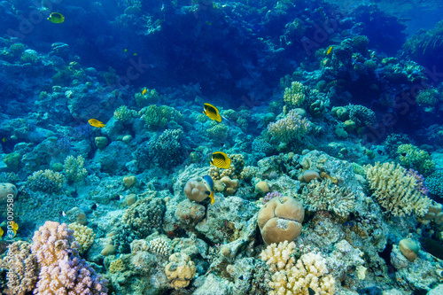 Coral Reef at the Red Sea, Egypt