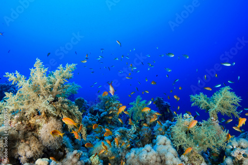 Coral Reef at the Red Sea, Egypt