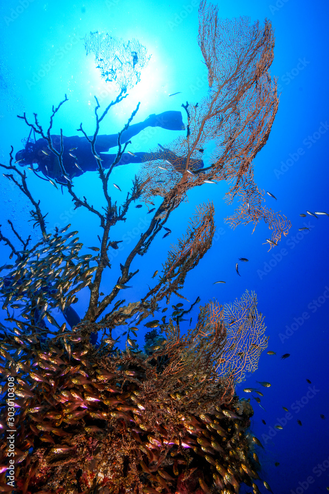 Fototapeta premium School of fish at the Red Sea, Egypt