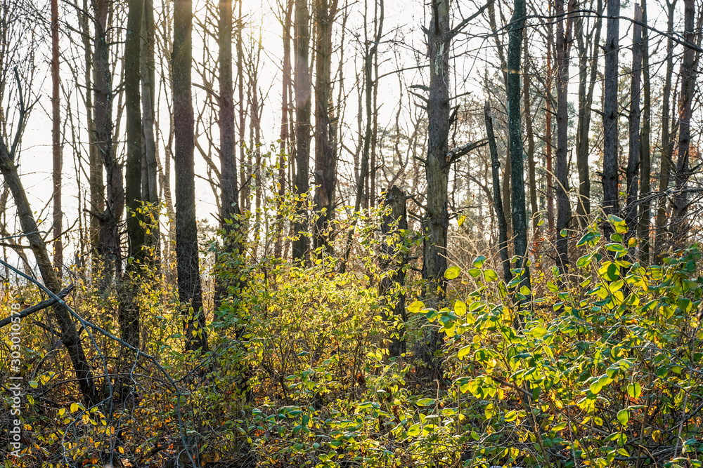 Fototapeta premium Evening sunset in the woods of Pennsylvania. 