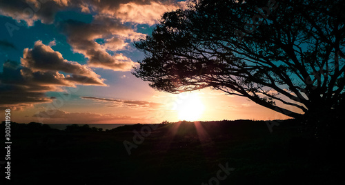 Sundown with colorful clouds in the sky and a silhouette tree in the foreground