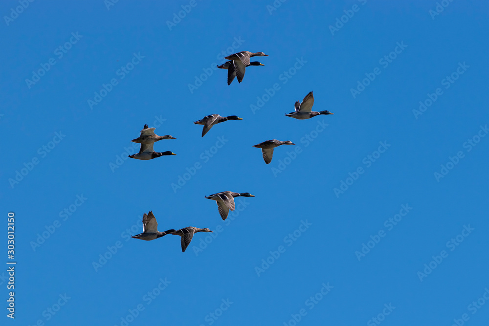 Flock of Mallard Ducks flying in blue sky