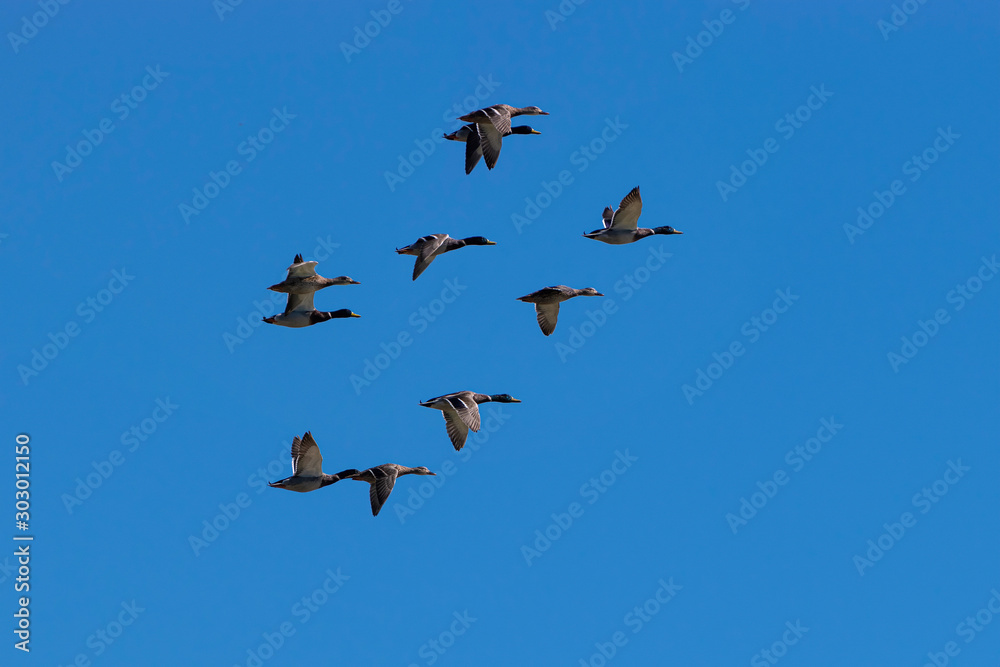 Flock of Mallard Ducks flying in blue sky