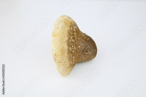 Photos Birch polypore mushroom Isolated on a white background, sicentific name Fomitops