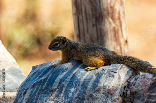 Petit rongeur en Afrique