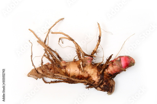 Brazilian exotic vegetables, Caeté Root photo