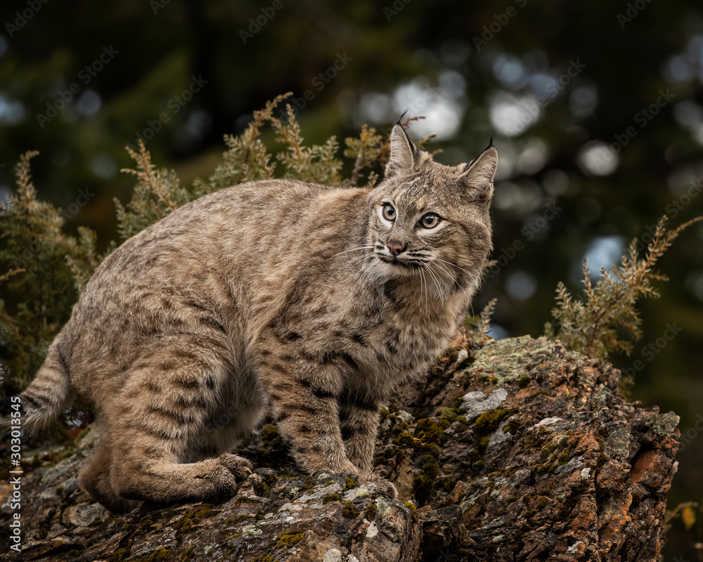 Obraz premium Bobcat Adult playing in the Montana Fall colors