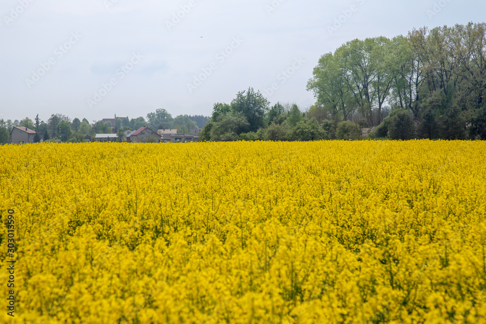 yellow field yellow field