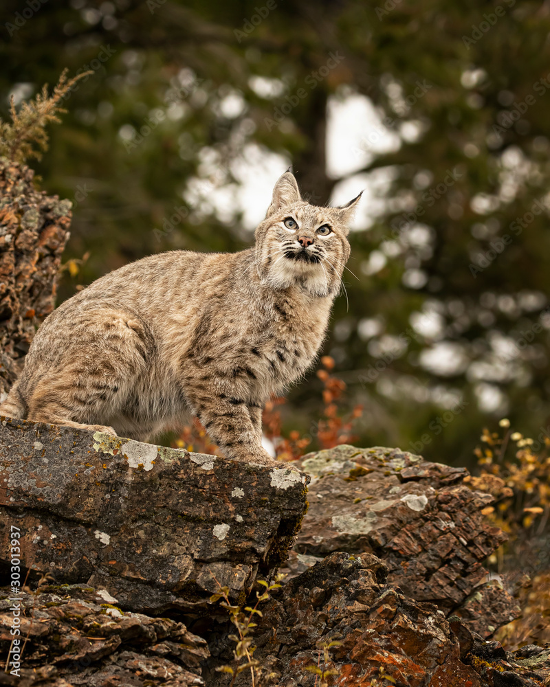 Bobcat Adult playing in the Montana Fall colors Bobcat Adult playing in the Montana Fall colors