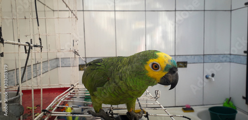 Parrot of Brazil in cages. In Recife this is common. Typical bird of Brazil. photo