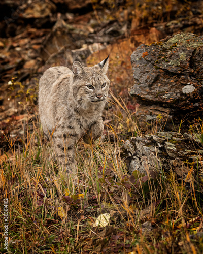 Bobcat Adult playing in the Montana Fall colors