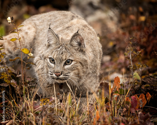 Bobcat Adult playing in the Montana Fall colors