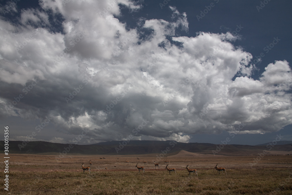 African landscape with gazelles clouds