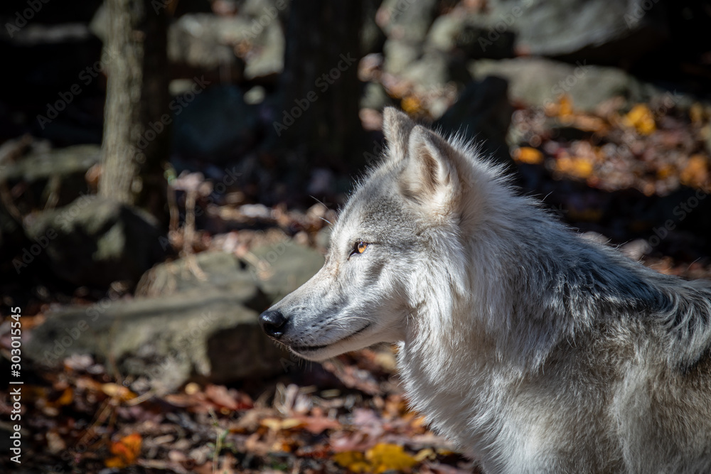 Fototapeta premium A closeup side view of a young female arctic wolf with the sun shining in her amber eyes