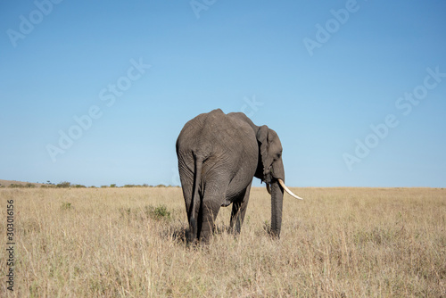 Elephant at Maasai Mara in Kenya