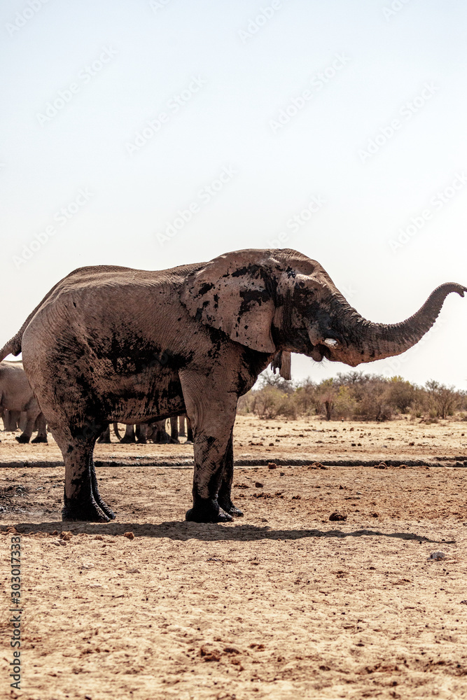 Fototapeta premium Eléphant au parc national d'etosha en Namibie, Afrique