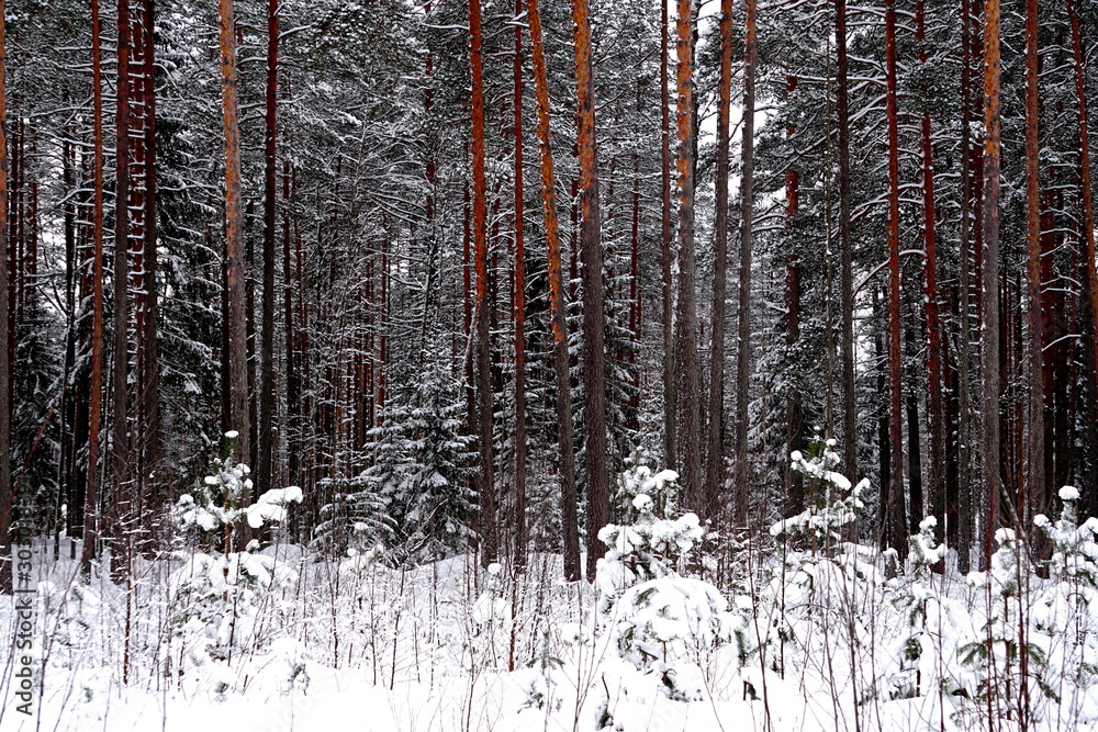 Obraz premium Pine forest tree trunks and Spruce tree covered with snow in winter day. Beautiful natural textured forest background