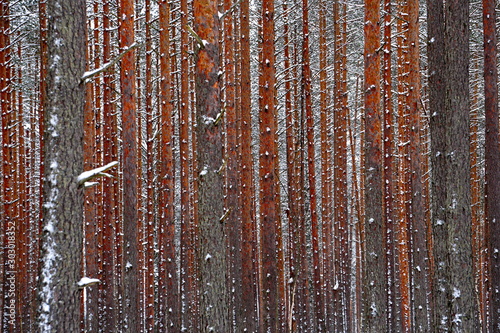 Pine forest tree trunks and Spruce tree covered with snow in winter day. Beautiful natural textured forest background