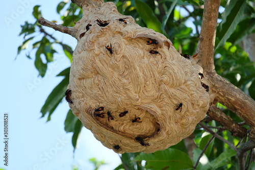 giant hornet in tree