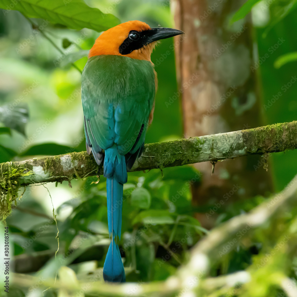 Fototapeta premium °Broad-billed Motmot