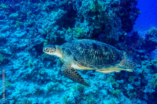 Green Sea Turtle at the Red Sea  Egypt.