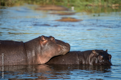 Hippos At Sabi Sand Game Reserve in South Africa