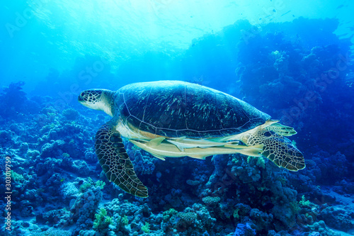 Green Sea Turtle at the Red Sea  Egypt.