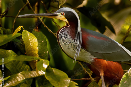Agami Heron