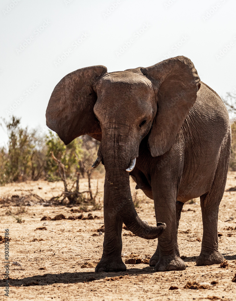 Eléphant au parc national d'etosha en Namibie, Afrique