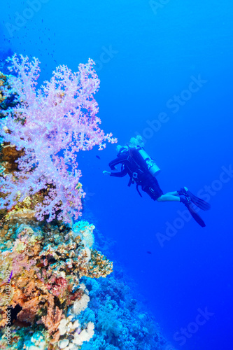 Scuba Diving the Red Sea  Egypt