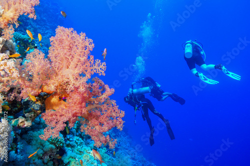 Fototapeta Naklejka Na Ścianę i Meble -  Scuba Diving the Red Sea, Egypt