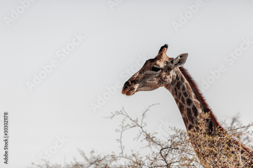 Girafe au parc national d etosha en Namibie  Afrique