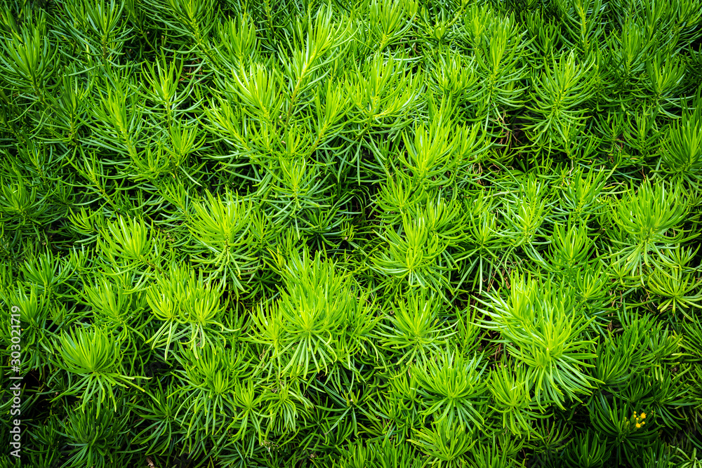 Green plant tree and leaf textures and surface Green plant tree and leaf textures and surface
