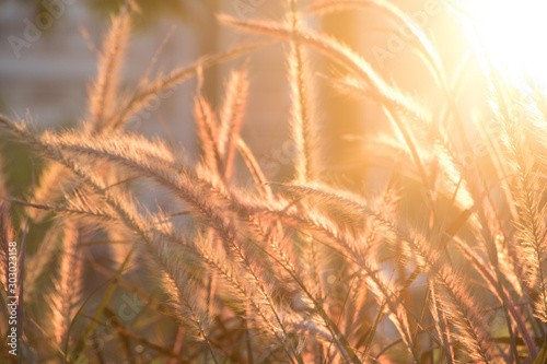 Setaria Viridis in the park at dusk. photo