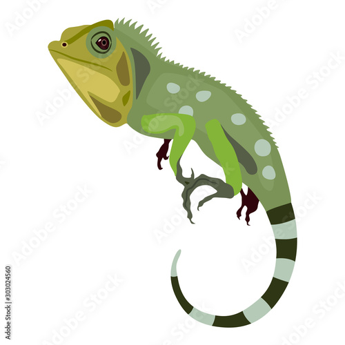 Green iguana lizard. Isolated vector illustration. Flat cartoon style.	 photo
