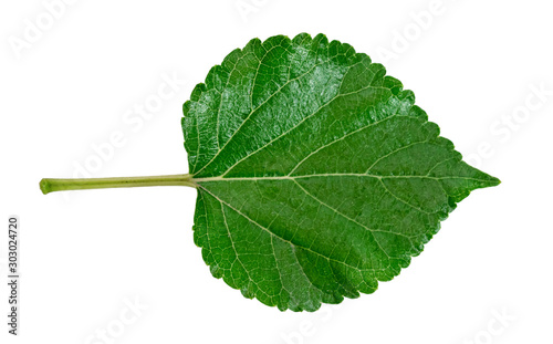 Mulberry foliage ,Green leaves pattern of tropical leaf plant isolated on white background