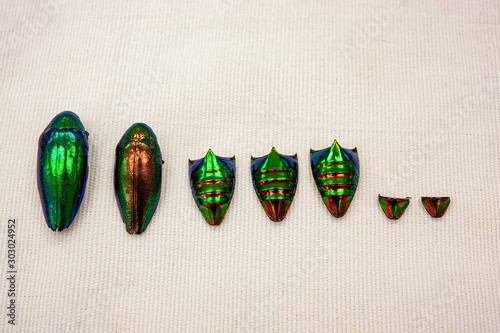 metallic wood-boring beetle