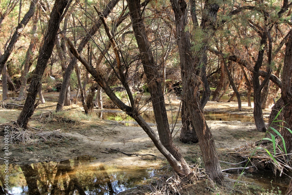 Fototapeta premium Tamarix shrubs on the slope of the Vinalopo river