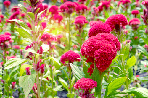 red cockscomb flowers in the garden photo